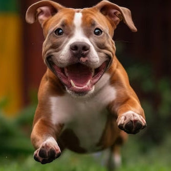 Trinkflasche für Hunde