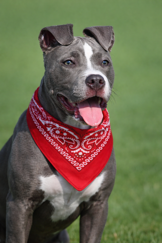 Stylisches Hunde-Bandana für den perfekten Look